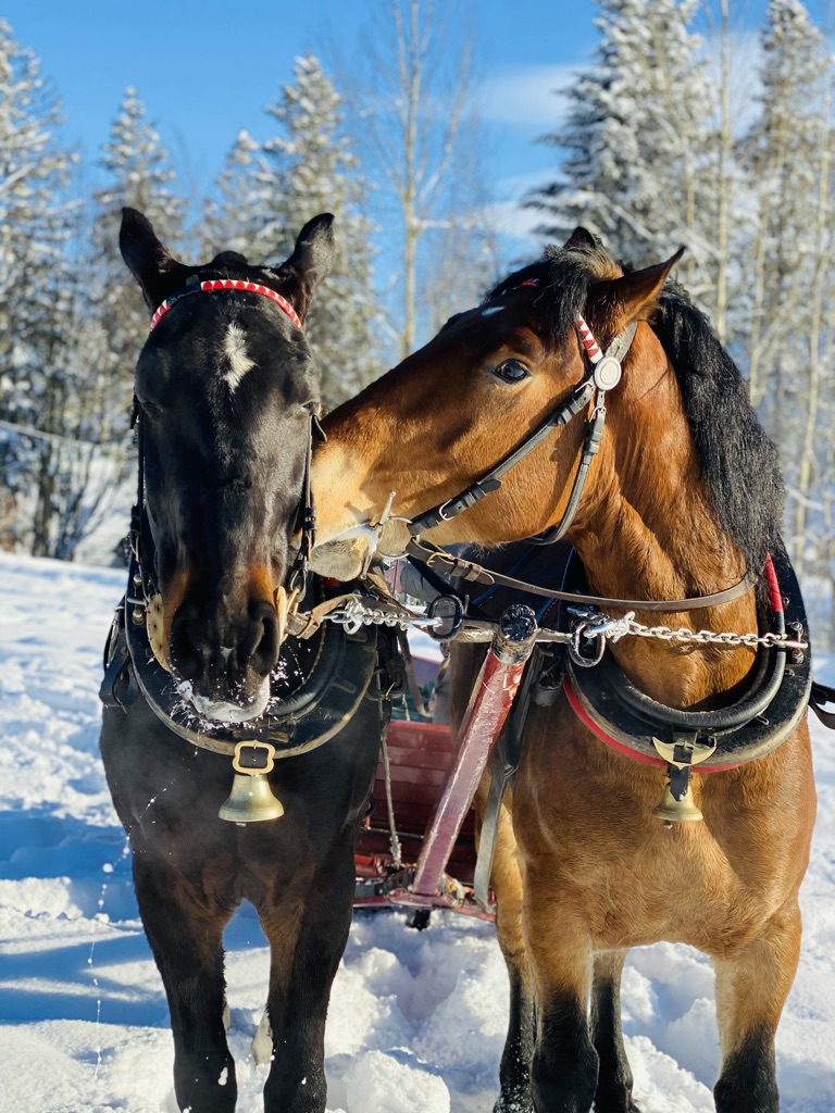 Kulig Kościelisko - kuligi u podnóża Doliny Kościeliskiej
